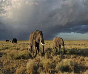 مصر اليوم - مبادرة للحفاظ على الحياة البرية في أفريقيا