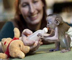   مصر اليوم - دور الأم في التحكم في إنفعالات القردة الصغار