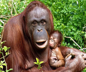 مصر اليوم - دور القردة الأم في التحكم في انفعالات صغارها