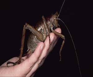   مصر اليوم - صور موقع غوغل تساعد العلماء في اكتشاف الحشرات