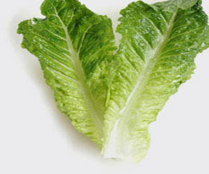   مصر اليوم - فوائد عديدة للخس