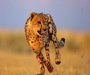   مصر اليوم - سبع سنوات سجن في قضية عصابة الفهد الوردي في سويسرا