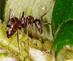 مصر اليوم - معرض لأنواع وتطوير ألف مليار نملة في باريس