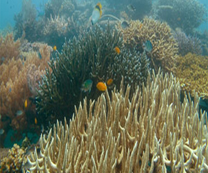   مصر اليوم - وزير الثقافة يؤكِّد أنَّ البحر الأحمر تمتلك مُقوِّمات السياحة العالميَّة