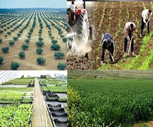   مصر اليوم - إرتفاع الإستثمارات الزراعية في تونس