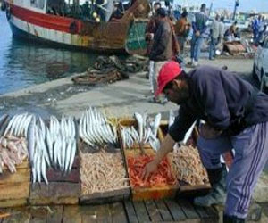   مصر اليوم - نحو إجراءات تحفيزية للاستثمار المنتج في قطاع الصيد البحري