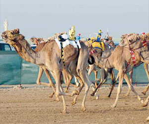   مصر اليوم - نتائج الفترة الصباحية للسباق المحلي الرابع للهجن