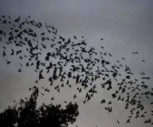   مصر اليوم - طيور الزرزور تعود و مزارعو الزيتون متخوفون