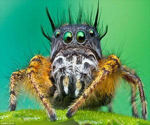 مصر اليوم - عناكب قاتلة بين أصابع الموز