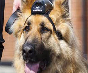   مصر اليوم - قوة في الشرطة البريطانية تمنح كلابها البوليسية معاشات تقاعدية