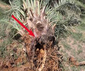   مصر اليوم - تقلُّص حالات الإصابة بسوسة النخيل إلى 254 حالة في قنا