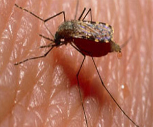   مصر اليوم - مخاوف من تفشى وباء الملاريا فى ولاية غرادية الجزائرية