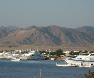   مصر اليوم - العثور على عروسة بحر نادرة طولها 3 أمتار على شواطىء سفاجا