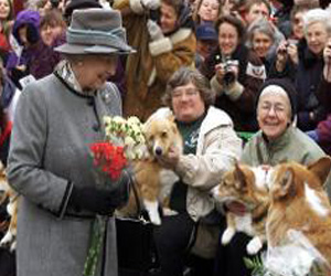 مصر اليوم - فصيلة كلاب الملكة اليزابيث الثانية على طريق الاندثار