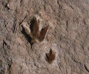   مصر اليوم - العثور على آثار أقدام ديناصور في جنوب الصين