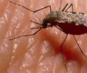   مصر اليوم - إرتفاع حالات الإصابة بالملاريا إلى 20 حالة