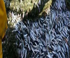   مصر اليوم - جمعية حماية البيئة تعلن مقترحها حول إستراتيجية الصيد المستدام في الكويت