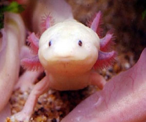   مصر اليوم - عودة السحلية بينوشيو للظهور مرة أخرى بعد أن كانت مهددة بالإندثار