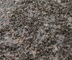   مصر اليوم - تحديد ثلاث بؤر لتجمع البعوض الناقل للملاريا في ولاية غرادية