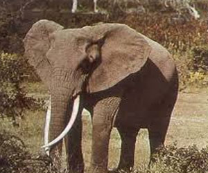   مصر اليوم - الفيل الإفريقي قادر على فهم الإشارة التي يوجهها له الحارس بالإصبع