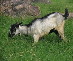 مصر اليوم - إستخدام الأبقار لقطع حشائش الحدائق في بريطانيا