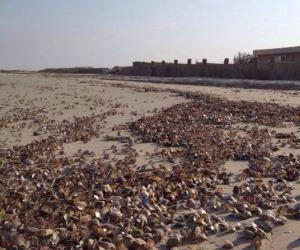   مصر اليوم - التأخر في إعلان أسباب نفوق المحار يثير الشكوك