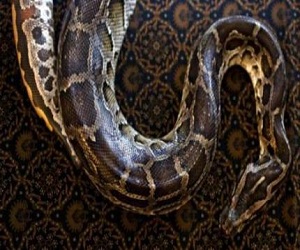   مصر اليوم - أفعى تفاجىء عائلة بريطانية داخل الفرن