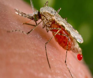 مصر اليوم - باحثة ألمانية تعد أطلس للبعوض