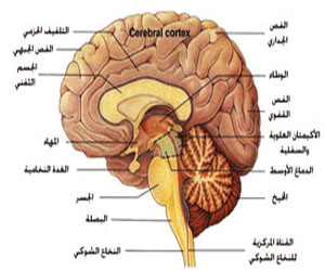   مصر اليوم - بحث علمى مخ الإنسان يلون الأشياء استنادًا إلى الذاكرة