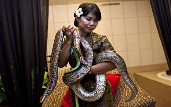   مصر اليوم - مركز استجمام في إندونيسيا يُقدِّم جلسات تدليك بالأفاعي للأوروبِّيِّين