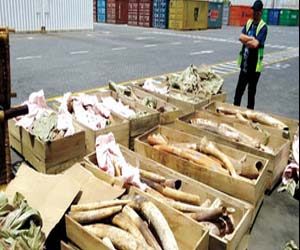   مصر اليوم - الحكومة الأمريكية تحدد موعدًا جديدًا لسحق أطنان من العاج