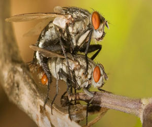 مصر اليوم - اكتشاف أقدم حفرية تصور تزاوج الحشرات