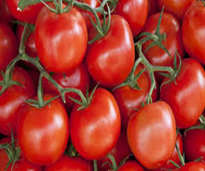   مصر اليوم - المعمل المركزي بوزارة الزراعة يحسم الجدل حول شائعة الطماطم المسرطنة