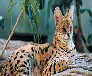 مصر اليوم - اكتشاف أكبر حفرية لاحد فصائل النمور