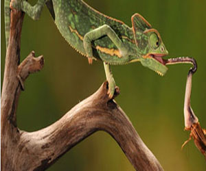 مصر اليوم - عودة السحلية بينوشيو بعد أن كانت مهددة بالانقراض