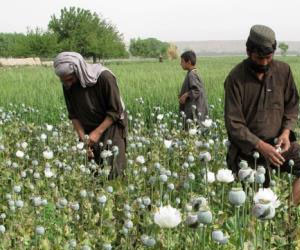   مصر اليوم - تقرير: زراعة الخشخاش في أفغانستان بلغت مستويات قياسية