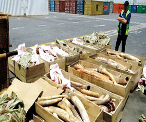 مصر اليوم - أميركا تدمر أطنانًا من العاج حماية للحيوانات البرية