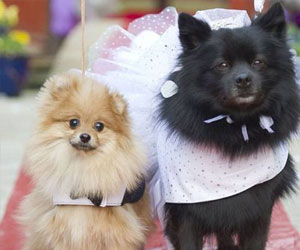   مصر اليوم - 3.5 مليار جنيه استرليني الأضرار التي تسببها الحيوانات الأليفة في بريطانيا