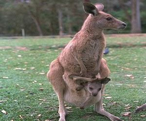 مصر اليوم - حيوان الكنغر يجوب شوارع تكساس