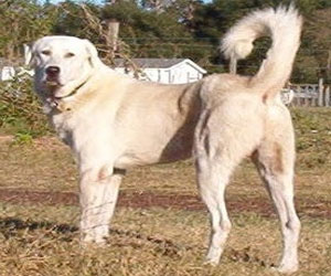   مصر اليوم - دراسة: تدجين الكلاب لأول مرة تمّ في أوروبا قبل قرابة 33 ألف عام