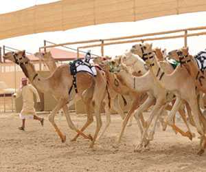   مصر اليوم - السبت ختام المرحلة الاولى من السباق المحلي الخامس للهجن