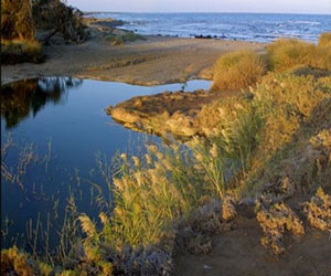   مصر اليوم - تحديث قاعدة بيانات الكائنات البحرية في وادي الجمال