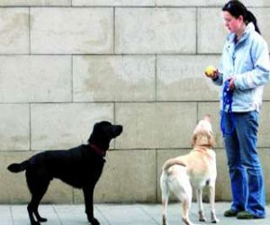   مصر اليوم - الأوروبيون هم أول من استأنس الكلاب