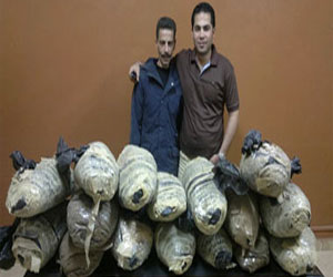   مصر اليوم - ضبط مزارع بحوزته 35 كيلو بانجو في الدقهلية