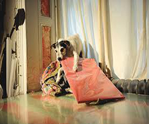   مصر اليوم - شرطي متقاعد يفضّل الذهاب إلى السجن بدل دفع غرامة بسبب روث كلبه