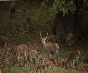 مصر اليوم - توصية بإعدام نصف غزلان بريطانيا