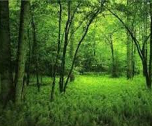   مصر اليوم - بدء زراعة الغابات الشجريَّة المستدامة في الغردقة