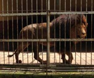 مصر اليوم - أسد يقضي على لبوة أمام زوار حديقة حيوانات في دالاس