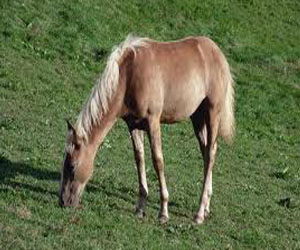 مصر اليوم - تغريم مصارع ثيران أسبانى لتعذيبه جواده