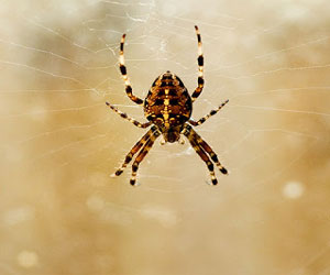   مصر اليوم - عضَّة عنكبوت تتلف جزءاً من أُذن فتاة هولنديَّة